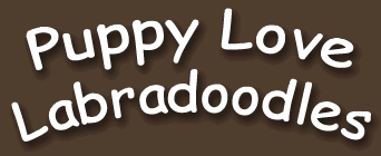 Puppy Love Labradoodles - Labradoodle Vancouver